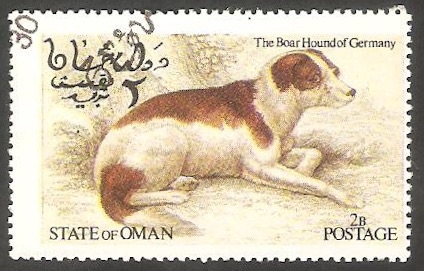 Perro