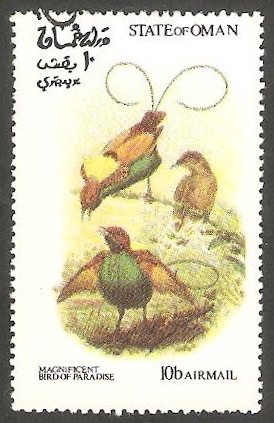 Aves