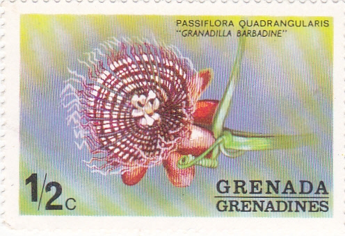 granadilla barbadine
