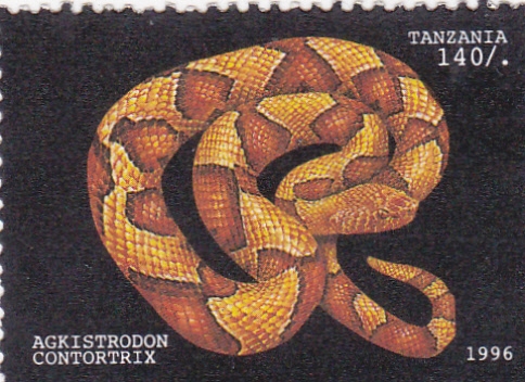 serpiente