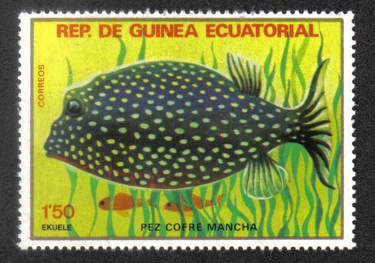 Peces II