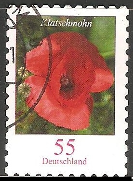 Amapola