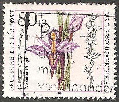Orquidea
