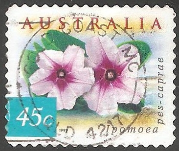 Ipomoea pes-caprae