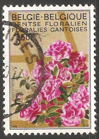 Azalea