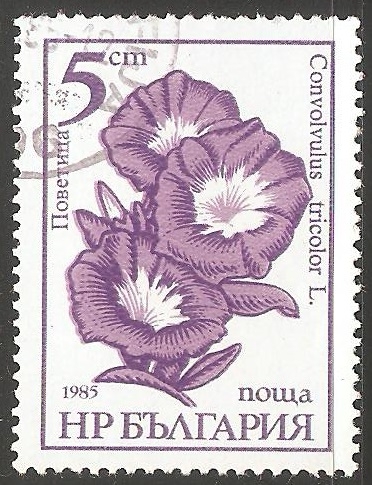 campanilla enana 