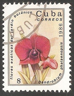 Dendrobium phalaenopsis