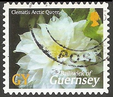 Clematis Arctic Queen