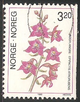 Orquídea terrestre