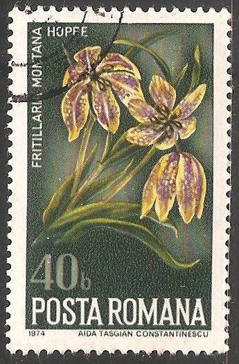 Lilacea