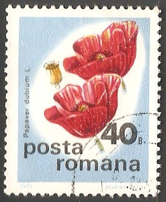Amapola