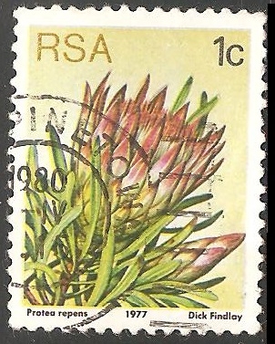 Protea repens