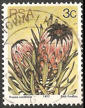 Protea neriifolia
