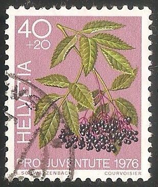 Plantas medicinales del bosque