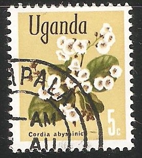 Cordia africana