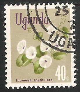 Ipomoea spathulata 