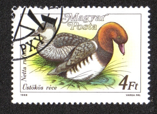 Pajaros del 88