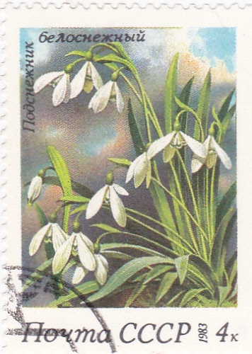 flores