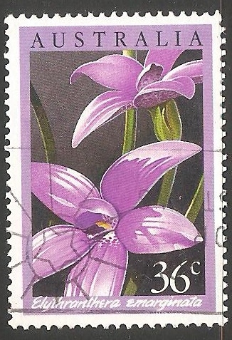 crocus