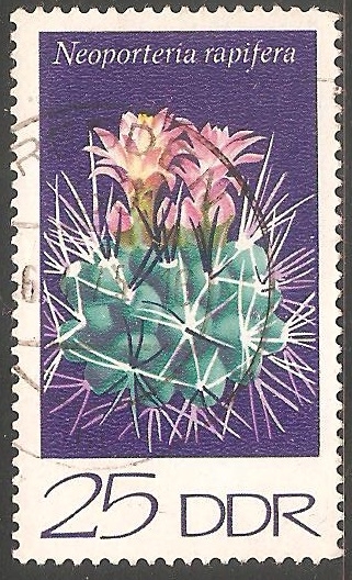 Neoporteria. Rapifera