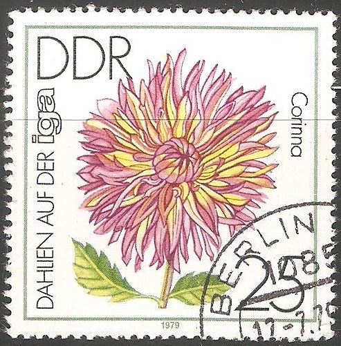 Dahlia 