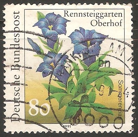 Gentiana