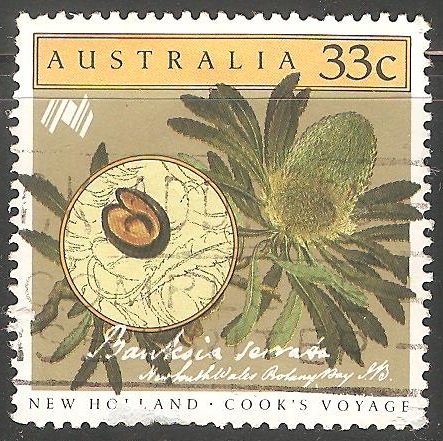 Banksia serrata