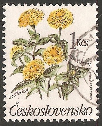 zinnia elegans ( Rosa mística, Flor de papel)