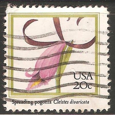 Orquidea Cleistesiopsis divaricata