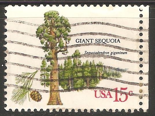secuoya gigante