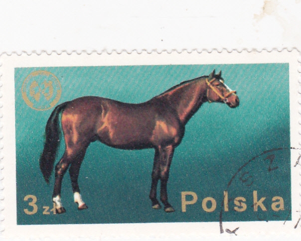 caballo de raza