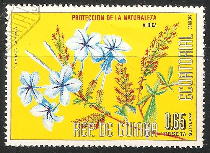 Plumbago capensis