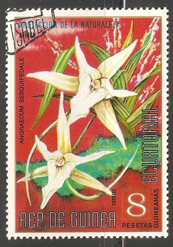 angraecum sesquipedale (orquidea)