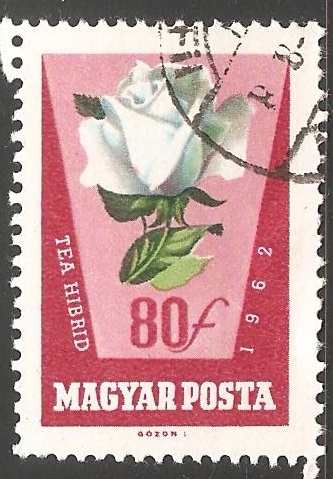 Tea Hibrid (Rosa)