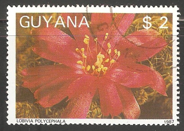 lobivia polycephala