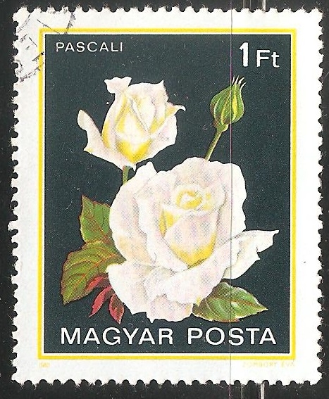 Rosa blanco