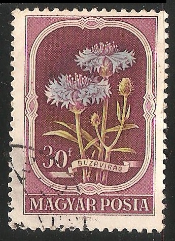 buzavirag