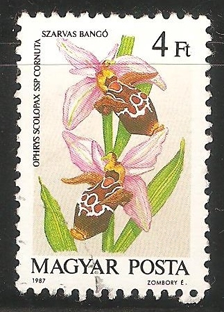 Orquidea