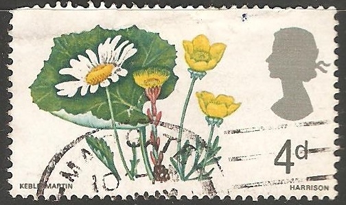 Flores