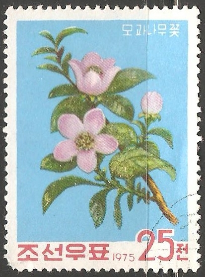 Flores