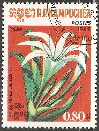 Hymenocallis