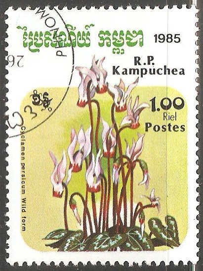 Cyclamen persicum 