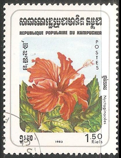 Nyctaginaceae