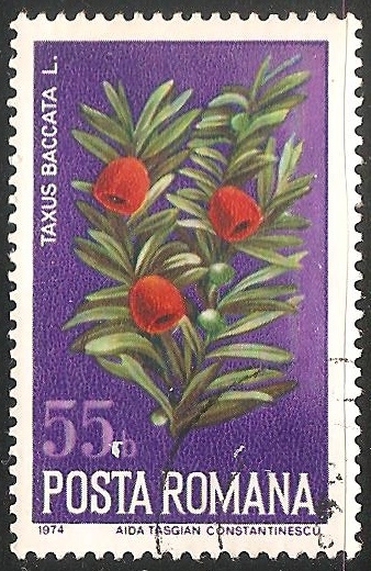 Taxus baccata- tejo común