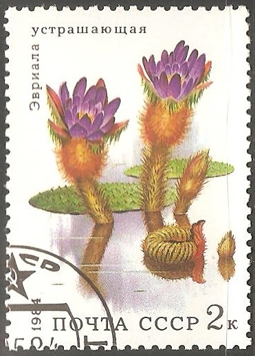  Euryale ferox