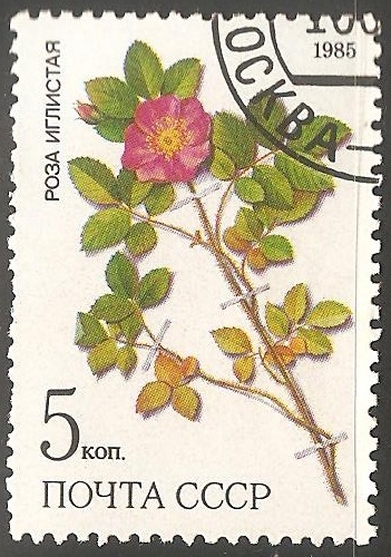 Rosa Acicularis