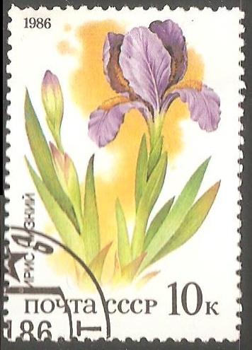 Iris