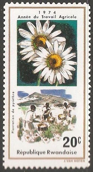 año del trabajo agricola  y plantacion de pyrethre