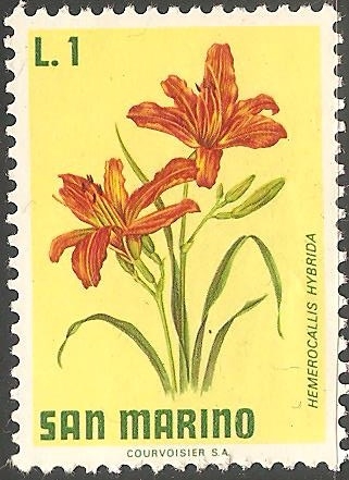 hemerocallis hybrida-Lirio de día