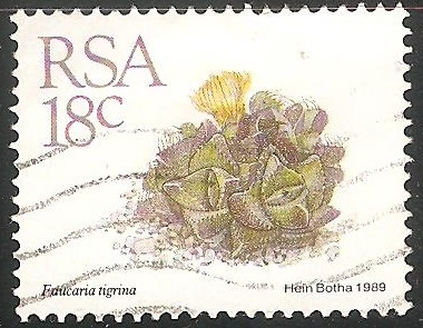 Faucaria tigrina